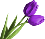 Скачать PNG картинку на прозрачном фоне Два фиолетовых тюльпана