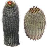 Скачать PNG картинку на прозрачном фоне Два колючих кактуса с цветами