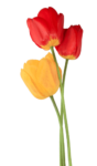 Скачать PNG картинку на прозрачном фоне Два красных и один желтый тюльпан