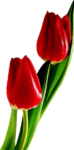 Скачать PNG картинку на прозрачном фоне Два красных тюльпана