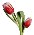 Скачать PNG картинку на прозрачном фоне Два красных тюльпана с белой окантовкой