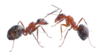 Скачать PNG картинку на прозрачном фоне Два муравья рядом, коричневые