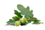 Скачать PNG картинку на прозрачном фоне Два зеленых желудя с зелеными листьями