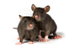 Скачать PNG картинку на прозрачном фоне Две черные мыши рядом