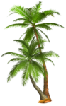 Скачать PNG картинку на прозрачном фоне Две нарисованные пальмы рядом
