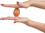 Скачать PNG картинку на прозрачном фоне Две женские руки держат куриное яйцо