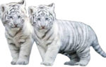 Скачать PNG картинку на прозрачном фоне двое белых полосатых, тигрят