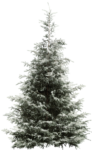 Скачать PNG картинку на прозрачном фоне елка, немного запарашило снегом