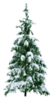 Скачать PNG картинку на прозрачном фоне елка под снегом, маленькая