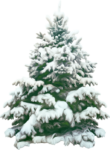 Скачать PNG картинку на прозрачном фоне елка, под снегом, пушистая