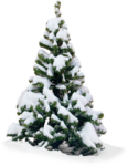 Скачать PNG картинку на прозрачном фоне елка рисунок,под снегом стройная