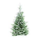 Скачать PNG картинку на прозрачном фоне елка,маленькая, со снегом
