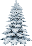 Скачать PNG картинку на прозрачном фоне елка,под снегом, высокая