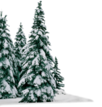 Скачать PNG картинку на прозрачном фоне Елки стоят в лесу, в снегу