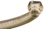 Скачать PNG картинку на прозрачном фоне Голова змеи, смотрит вперед