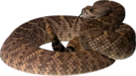 Скачать PNG картинку на прозрачном фоне Гремучая змея, коричневая, графика, нарисованная