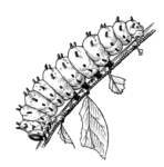 Скачать PNG картинку на прозрачном фоне Гусеница нарисованная карандашом, на ветке