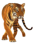 Скачать PNG картинку на прозрачном фоне ходьба, взгляд налево, тигр, рисунок, нарисованный