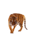 Скачать PNG картинку на прозрачном фоне ходит, ищет, тигр
