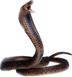 Скачать PNG картинку на прозрачном фоне Кобра, змея шипит с открытой пастью
