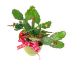 Скачать PNG картинку на прозрачном фоне Колючий кактус в горшке с бантом