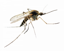Картинка комар на прозрачном фоне