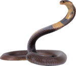 Скачать PNG картинку на прозрачном фоне Коричневая кобра, змея