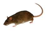 Скачать PNG картинку на прозрачном фоне Коричневая мышь идет влево с поднятым хвостом