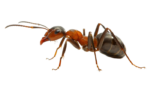 Скачать PNG картинку на прозрачном фоне Коричневый муравей стоит