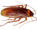Скачать PNG картинку на прозрачном фоне Коричневый таракан с длинными лапками
