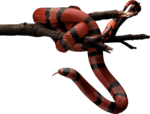Скачать PNG картинку на прозрачном фоне Красно-черная полосатая змея на ветке
