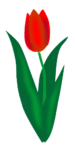 Скачать PNG картинку на прозрачном фоне Красный нарисованный тюльпан с листьями
