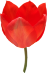 Скачать PNG картинку на прозрачном фоне Красный раскрытый тюльпан