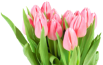 Скачать PNG картинку на прозрачном фоне Кучка розовых тюльпанов