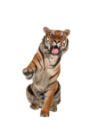 Скачать PNG картинку на прозрачном фоне лапка правая приподнята, сидит, тигр