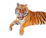 Скачать PNG картинку на прозрачном фоне лапки вниз, морда вперед, тигр