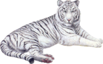 Скачать PNG картинку на прозрачном фоне лежит, белый полосатый, тигр, рисунок, нарисованный