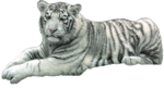 Скачать PNG картинку на прозрачном фоне лежит, белый полосатый, взгляд направо, тигр