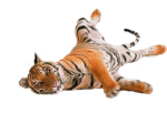 Скачать PNG картинку на прозрачном фоне лежит, играет тигр