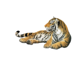 Скачать PNG картинку на прозрачном фоне лежит, слева, взгляд вправа, тигр, рисунок, нарисованный