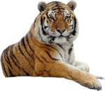Скачать PNG картинку на прозрачном фоне лежит справа, тигр