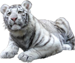 Скачать PNG картинку на прозрачном фоне лежит тигр белый полосатый, смотрит вперед