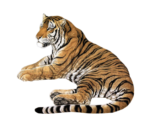 Скачать PNG картинку на прозрачном фоне лежит, тигр, рисунок, нарисованный