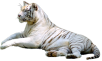 Скачать PNG картинку на прозрачном фоне лежит, взгляд направо, тигр