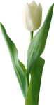 Скачать PNG картинку на прозрачном фоне Листья с белым тюльпаном
