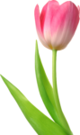 Скачать PNG картинку на прозрачном фоне Листья с розовым тюльпаном