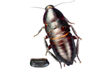 Скачать PNG картинку на прозрачном фоне Мадагаскарский таракан с лечинкой, вид сверху