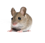 Скачать PNG картинку на прозрачном фоне Маленькая мышка с большими ушами