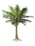 Скачать PNG картинку на прозрачном фоне Маленькая пальма с кокосами