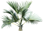 Скачать PNG картинку на прозрачном фоне Маленькая пальма с пышными листьями